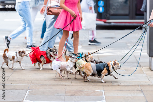 Photography Many small chihuahua dogs on leash, funny walking with walker woman girl in pink