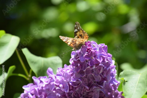 Butterfly Vanessa cardui on lilac flowers. Pollination blooming lilacs. photo