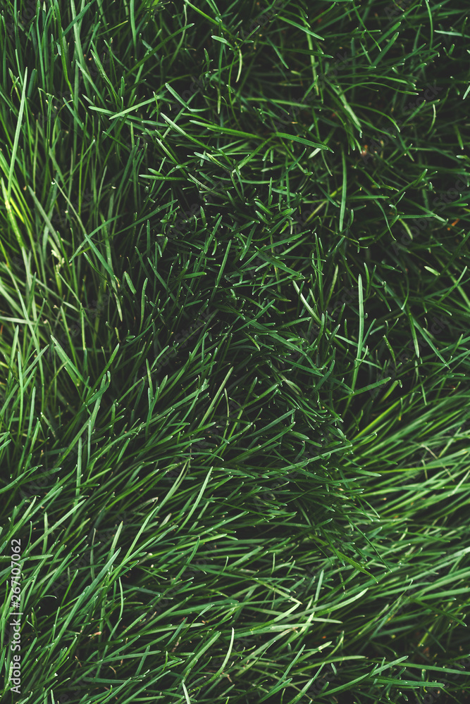 Green grass natural background texture. Summer grass, top view Green grass natural background texture. Summer grass, top view