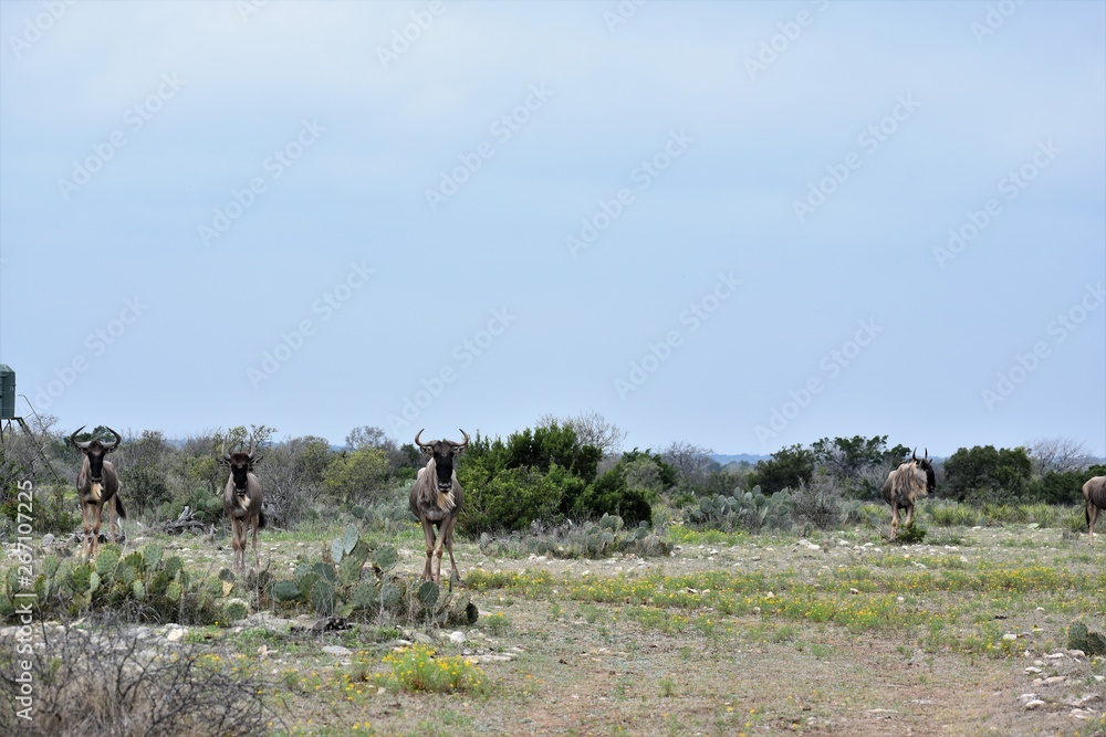 Fototapeta premium wildebeest portrait in the desert