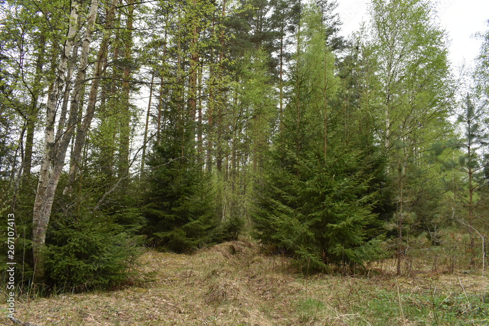 Fototapeta premium Смешанный лес