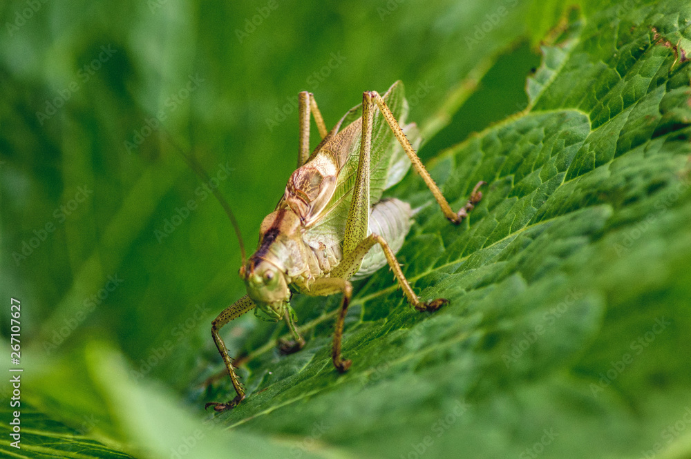 Fototapeta premium Konik Polny