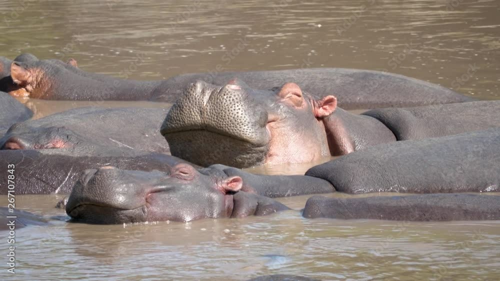 Close Up Of African Hippos Cute Sleeping And Resting In Rivers Or Lakes In Wild Close Up Of African Hippos Cute Sleeping And Resting In Rivers Or Lakes In Wild