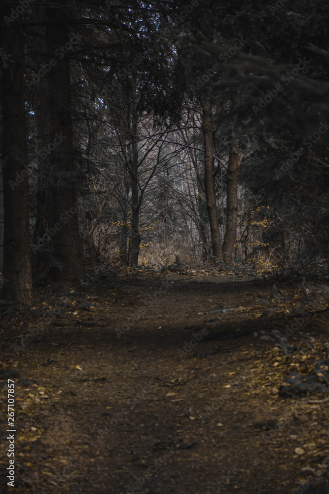 forest in fog