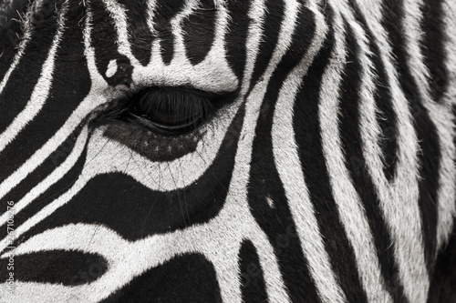 A zebra face with eye up close. Makes a nice background.