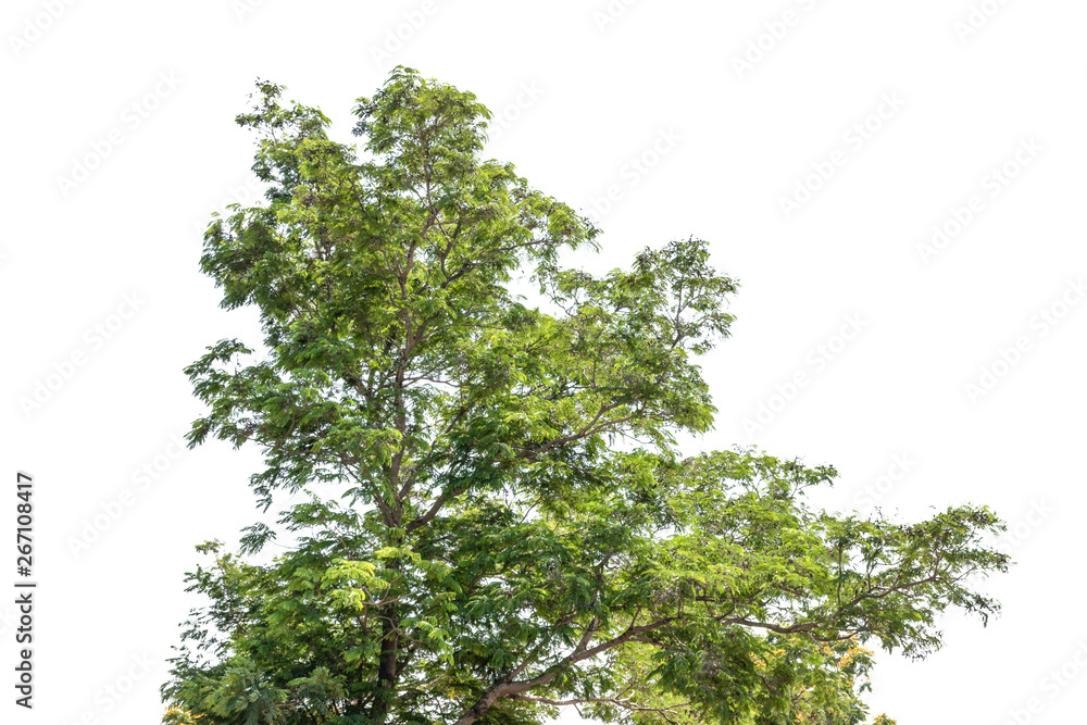 Tree isolated on white background