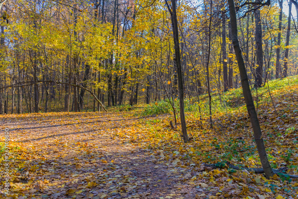 Obraz premium Road in the autumn park covered with yellow leaves