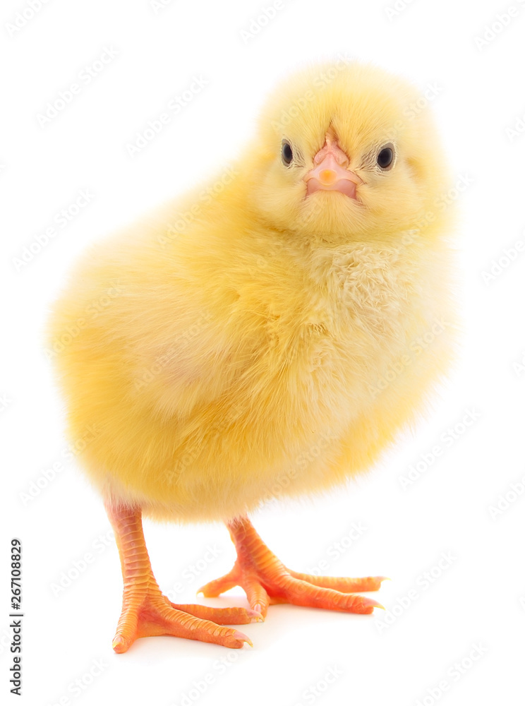 Little chicken isolated.