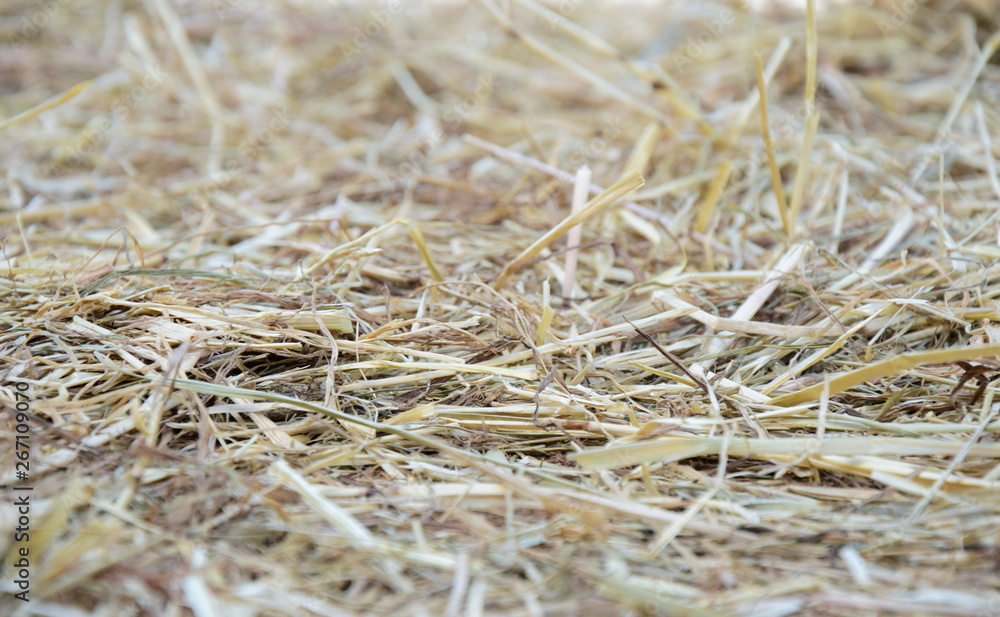 Stroh und Heu - Textur und Hintergrund Stroh und Heu - Textur und Hintergrund