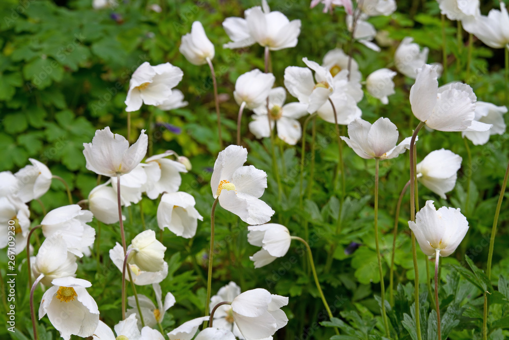 Obraz premium Großes Windröschen mit weißen Blüten