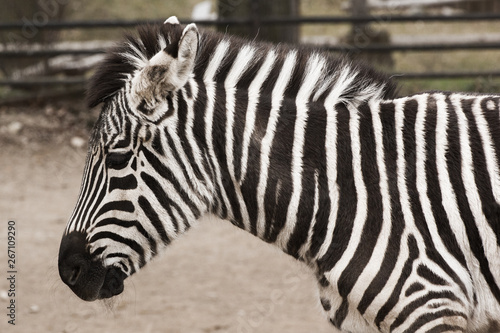 A zebra head and shoulders from the side with soft background