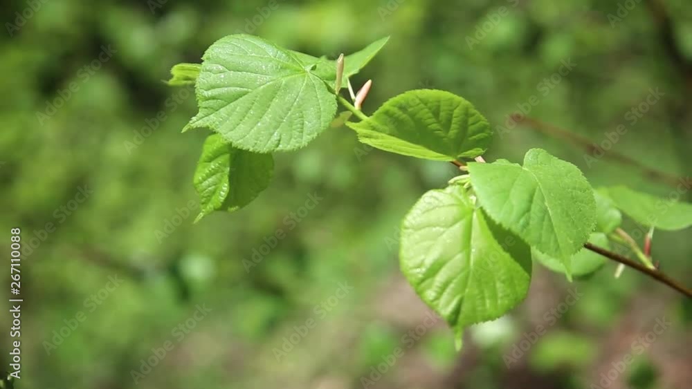 A branch of a young tree sways in the wind A branch of a young tree sways in the wind