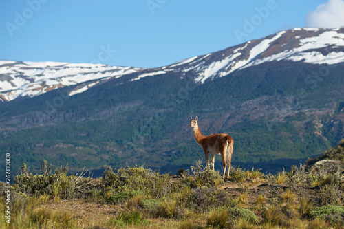 Guanaco (Lama guanicoe) in Valle Chacabuco, northern Patagonia, Chile.