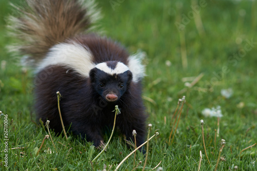 Tableau sur toile Humboldt's hog-nosed skunk (Conepatus humboldti) searching for food in Valle Cha