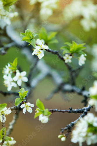spring flowering of cherry blossoms on a strongly blurred green background