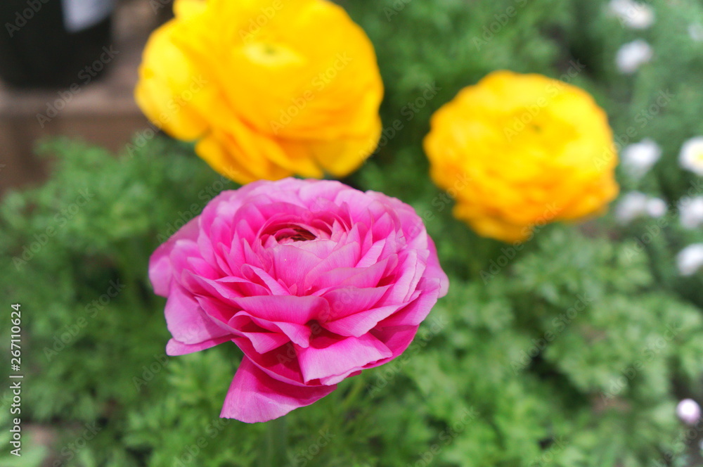 Persian buttercup Ranunculus asiatecus Persian buttercup Ranunculus asiatecus