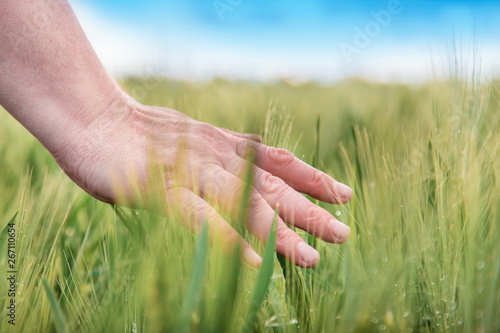 Hand of a farmer touching ripening wheat ears in early summer. Farmer hand in Wheat field. Agricultural cultivated wheat field. © Andy Shell