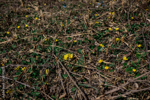 grass, green, nature, plant, spring, garden, leaf, field, summer, growth, lawn, texture, flower, soil, forest, flowers, fresh, ground, leaves, natural, flora, tree, yellow, meadow, dew