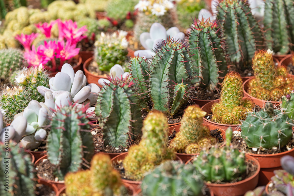 Succulent plants and cactus in pots for sale in street market. Succulent plants and cactus in pots for sale in street market.