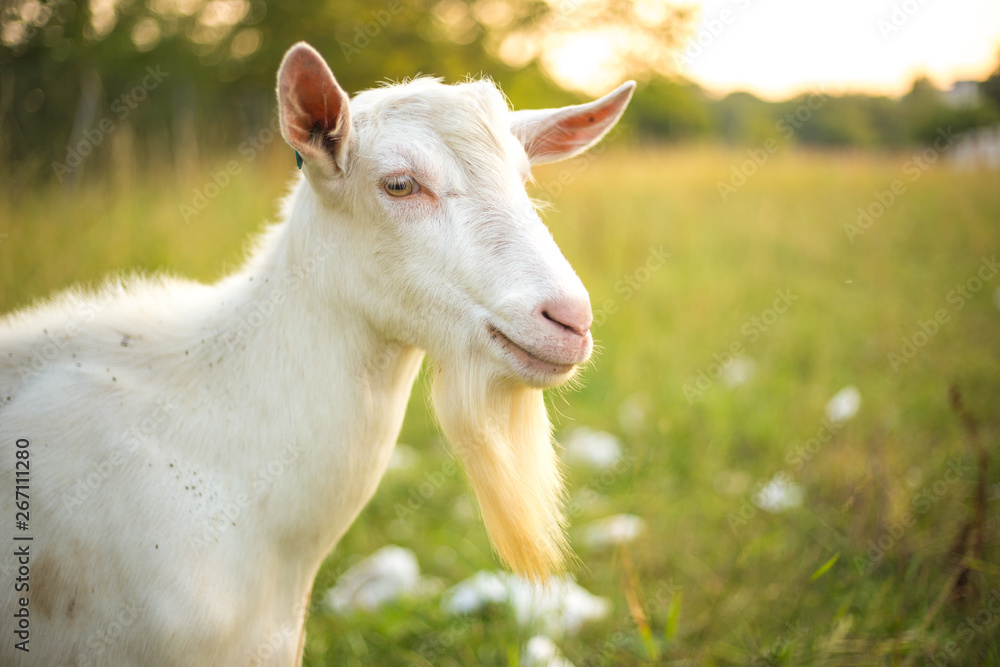 Young white goat with beard. Farm animal on a green grass background. Young white goat with beard. Farm animal on a green grass background.