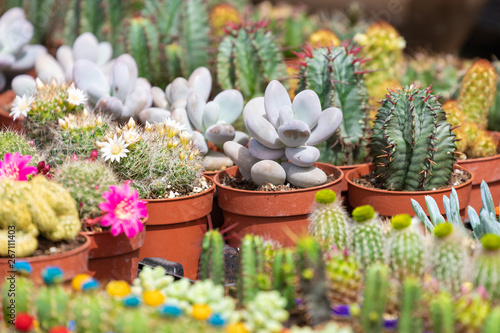 Fotografía Succulent plants and cactus in pots for sale in street market.