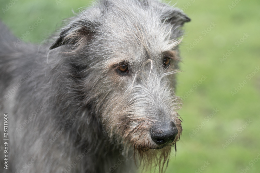 Fototapeta premium Wolfshunde in der Natur