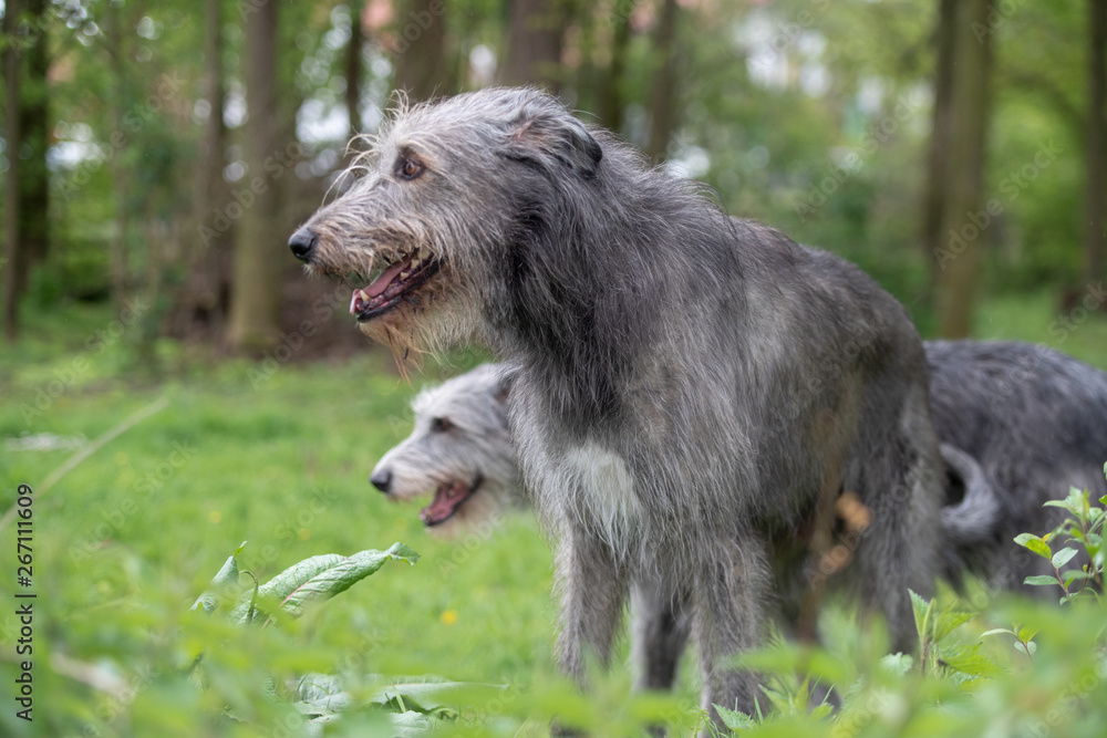 Fototapeta premium Wolfshunde vor dem Wald, Wolfhound