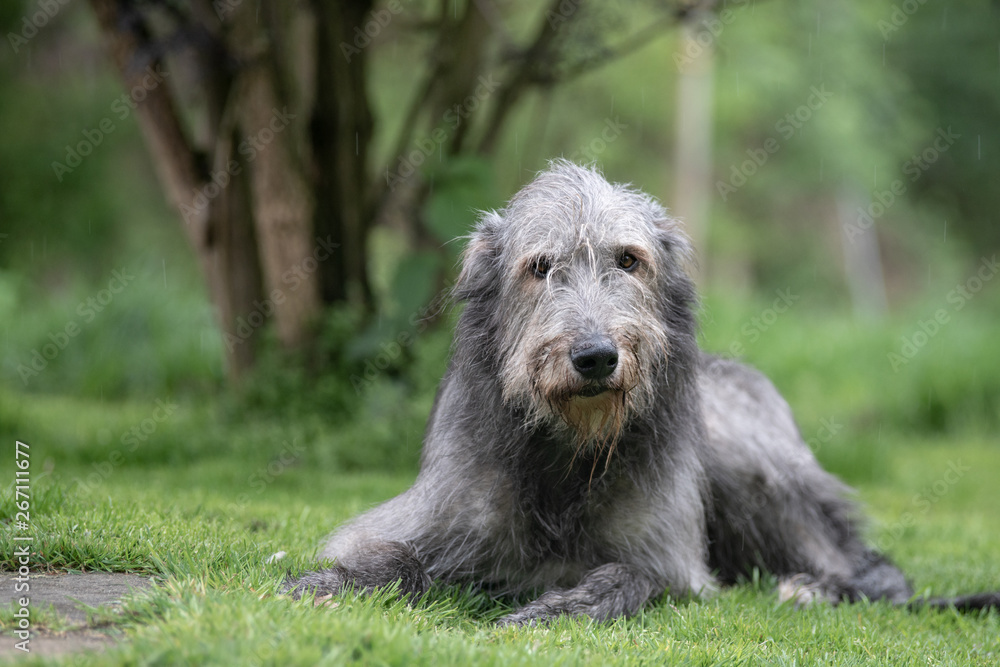 Fototapeta premium Wolfshunde in der Natur