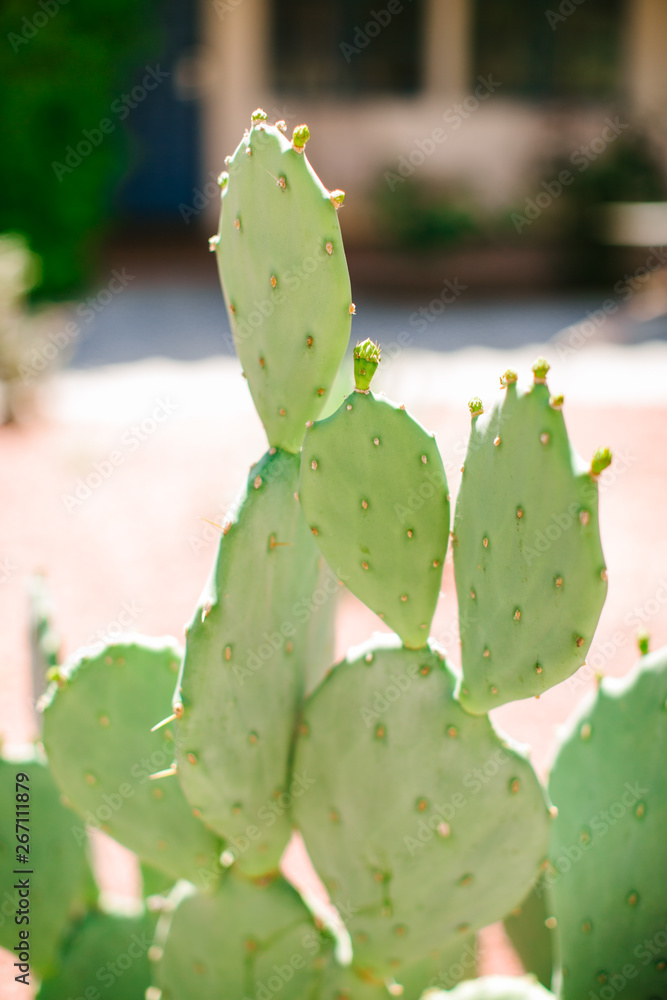 cactus cactus