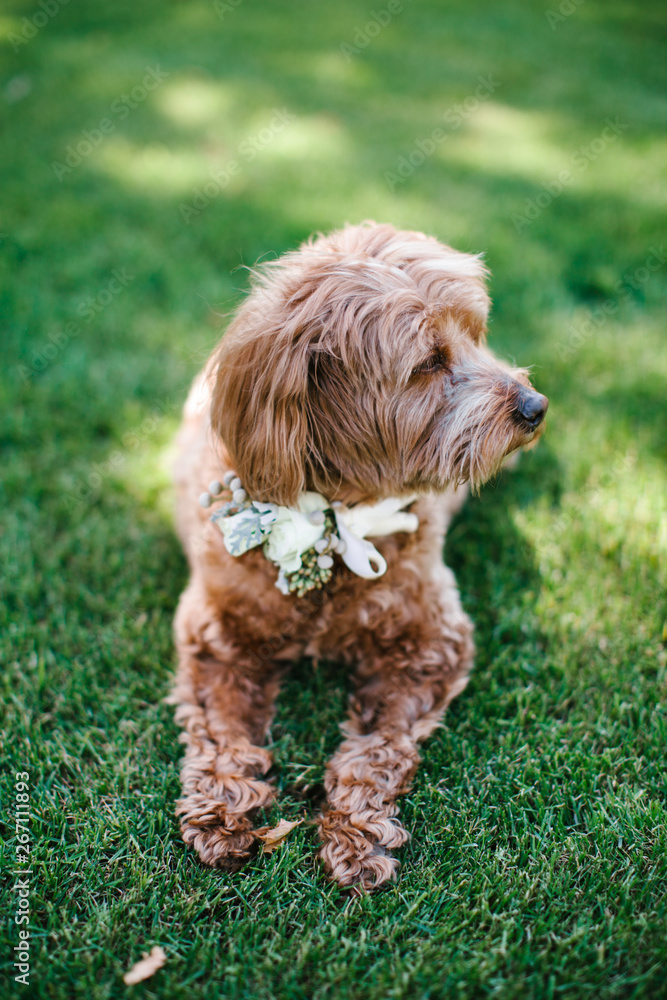 Fototapeta premium dog with flowers around neck