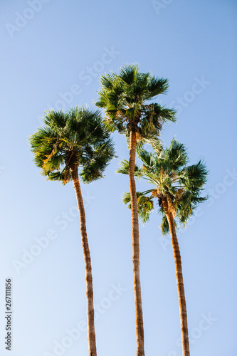 desert palm trees in sky