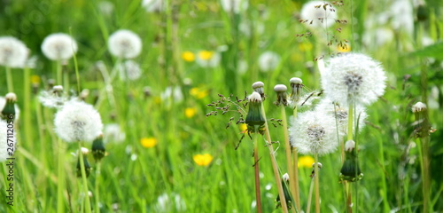 Pusteblumen - Blumenwiese - Wildblumenwiese