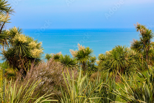 Blooming Cordyline australis trees (cabbage tree, cabbage-palm) on a background of the Black sea in Batumi botanical garden, Georgia