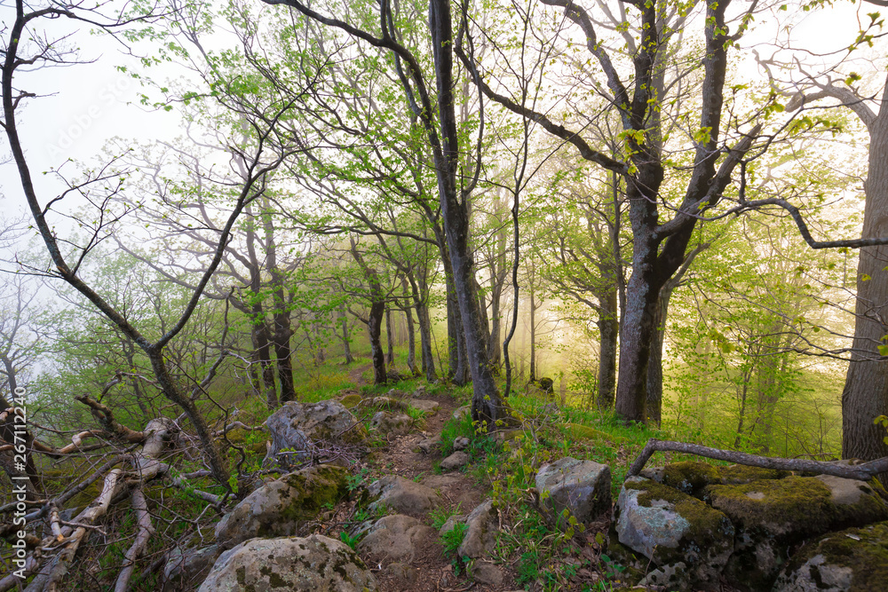 Mountain summer. Fairy misty forest, sunset Mountain summer. Fairy misty forest, sunset