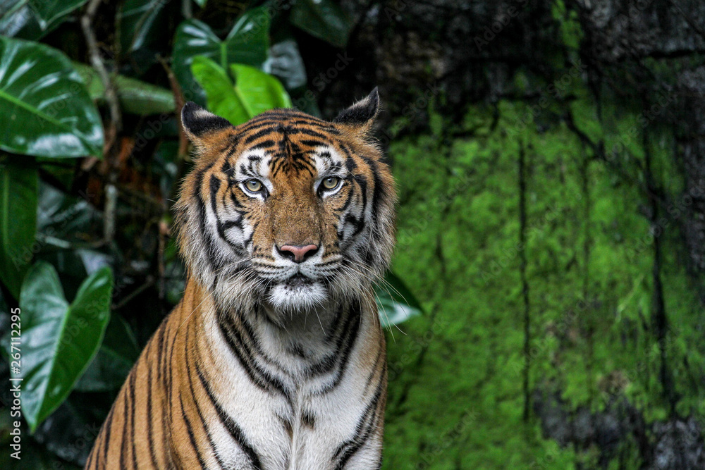 tiger show face sit down in forest tiger show face sit down in forest