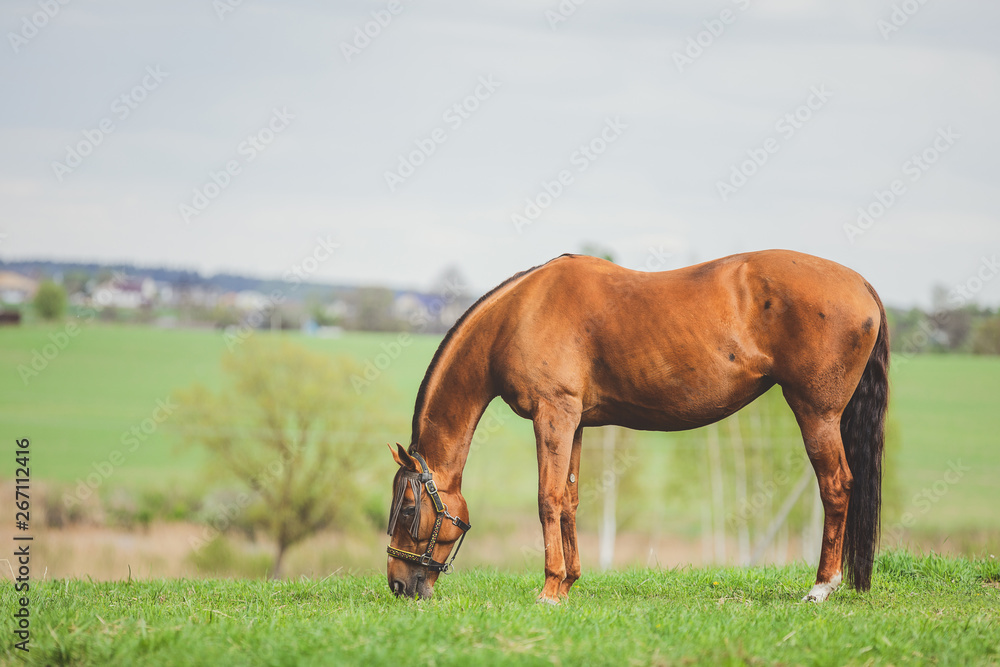 Obraz premium portrait of horse eating grass in green meadow