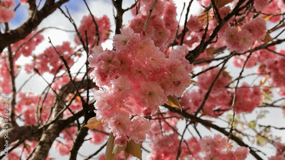 blume blume