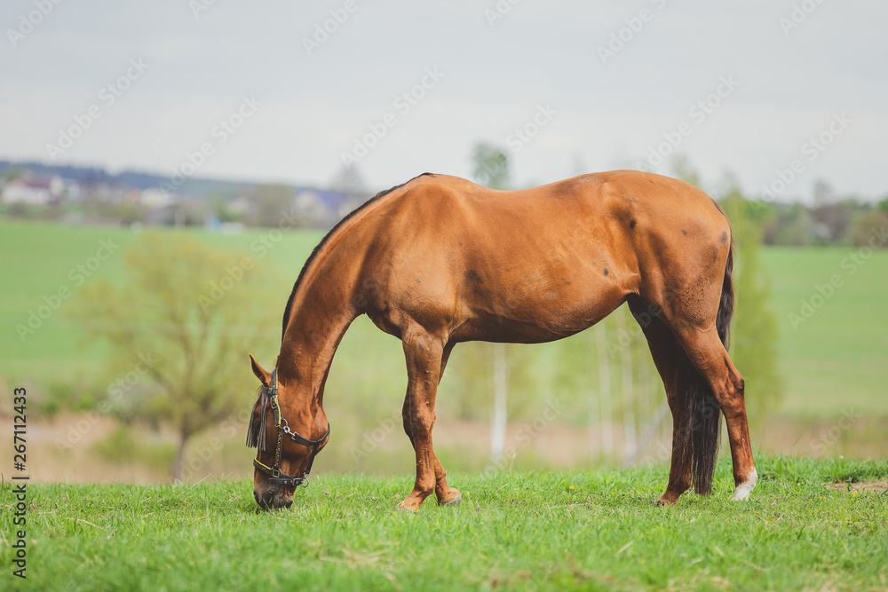 horse eating grass in green meadow horse eating grass in green meadow