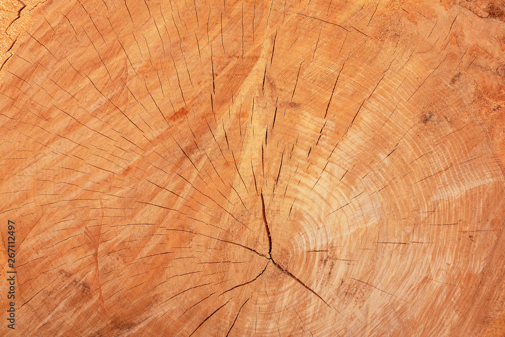 Naklejka premium The texture of freshly cut wood. Annual rings and cracks in the old tree. Horizontal seamless wooden background. Texture in high resolution. Color image.