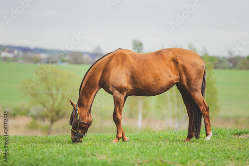 horse eating grass in green meadow