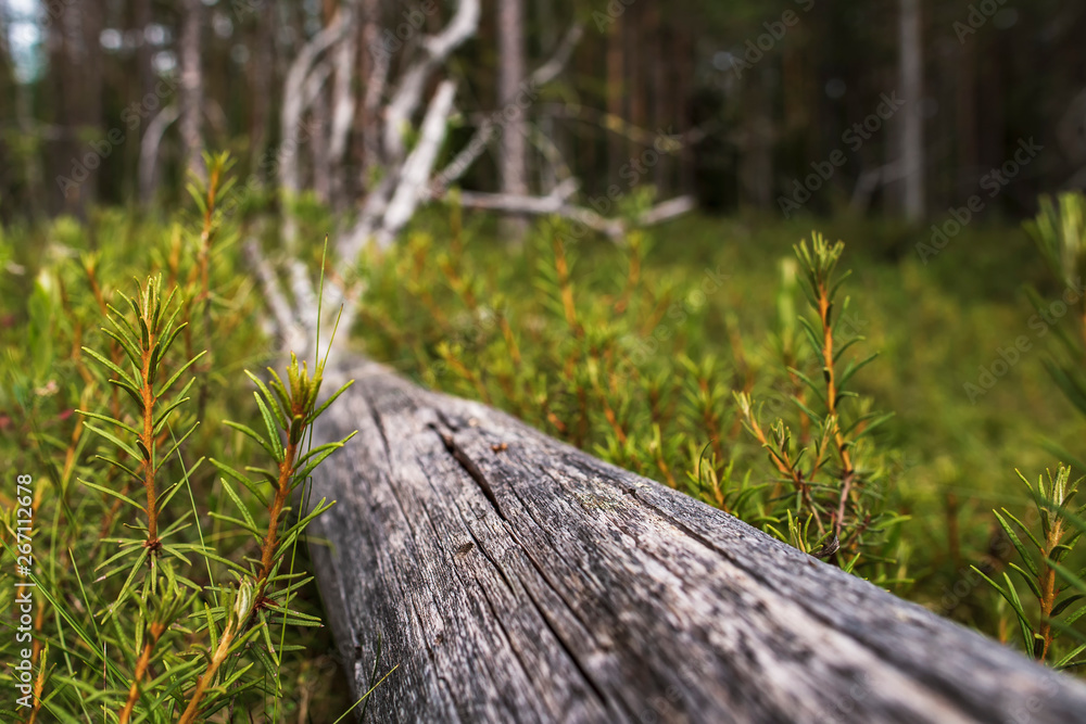 An old, dry, and long-fallen tree lies in green vegetation, in the forest, on a summer day. An old, dry, and long-fallen tree lies in green vegetation, in the forest, on a summer day.