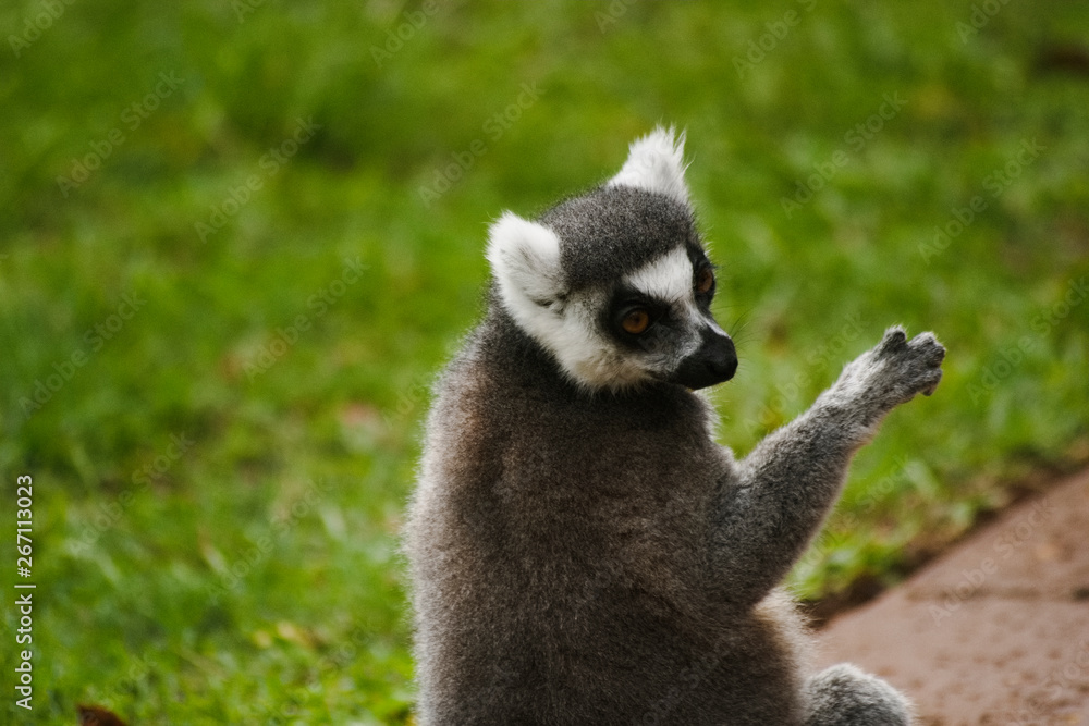 Obraz premium cool young lemur
