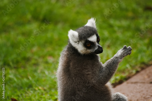Fototapeta Naklejka Na Ścianę i Meble -  cool young lemur