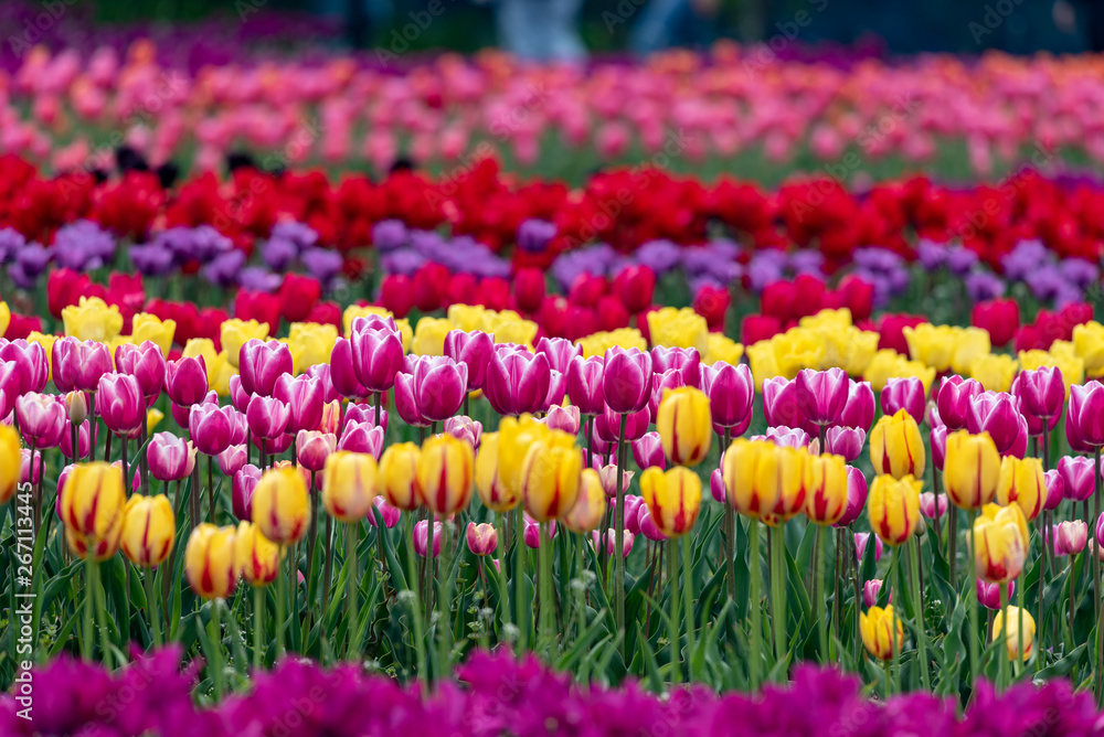Colorful tulip flower field, in full bloom