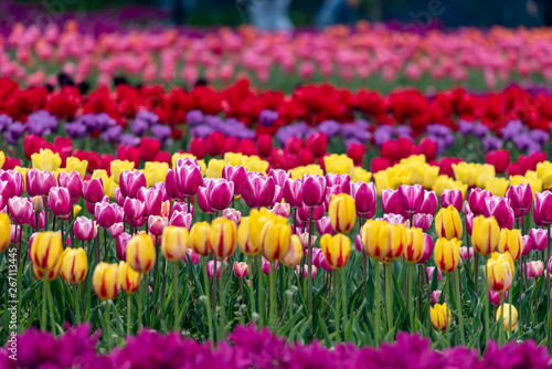 Wallpaper Mural Colorful tulip flower field, in full bloom Torontodigital.ca
