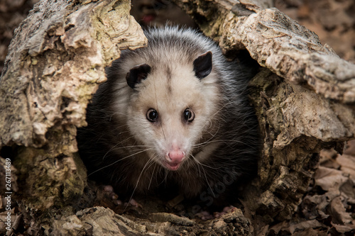 Opossum  in Log