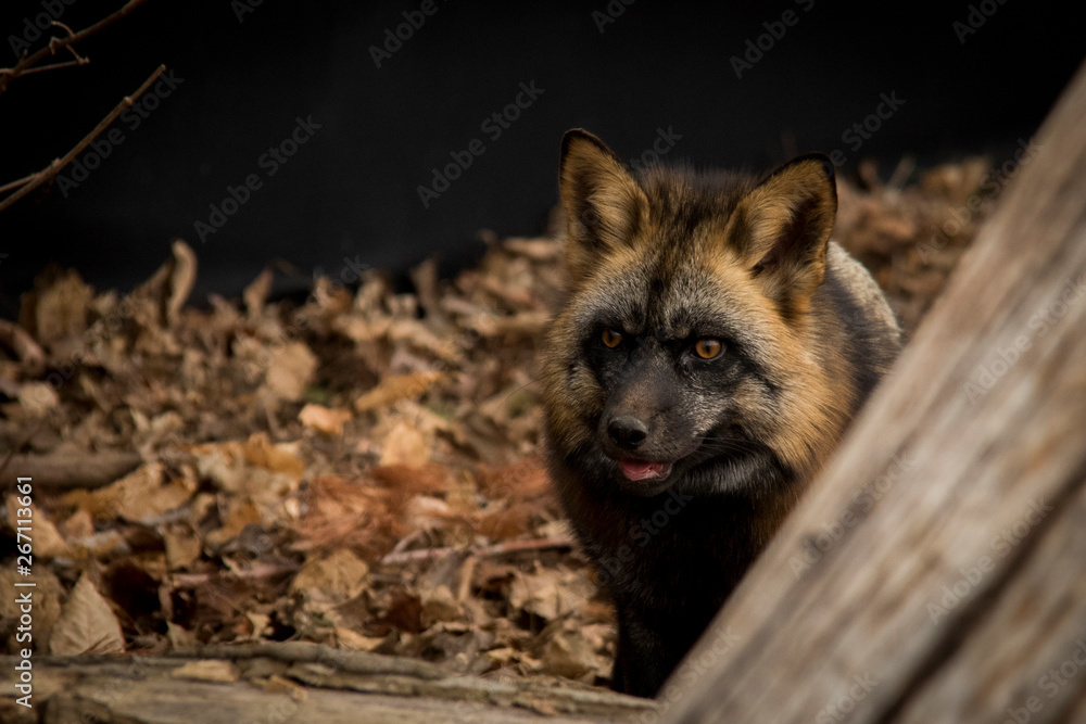 Red Fox closeup