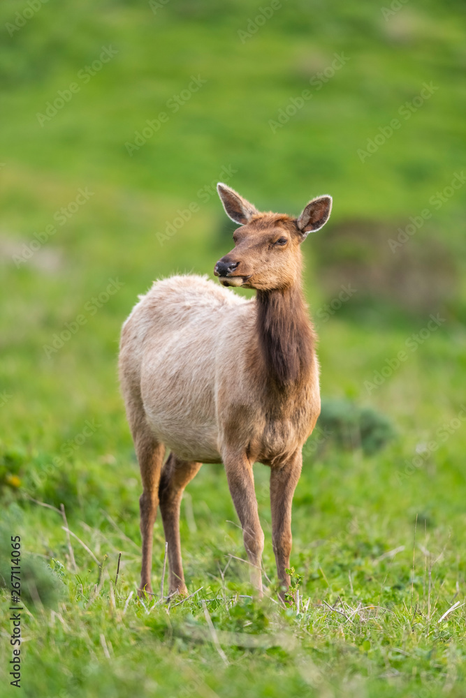 Tule elk (Cervus canadensis nannodes), Point Reyes National Seashore, Marin, California Tule elk (Cervus canadensis nannodes), Point Reyes National Seashore, Marin, California