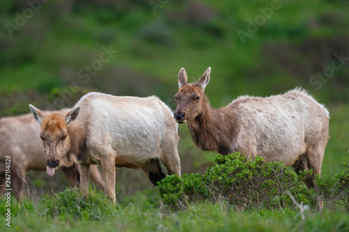 Fototapeta Naklejka Na Ścianę i Meble -  Tule elk (Cervus canadensis nannodes), Point Reyes National Seashore, Marin, California