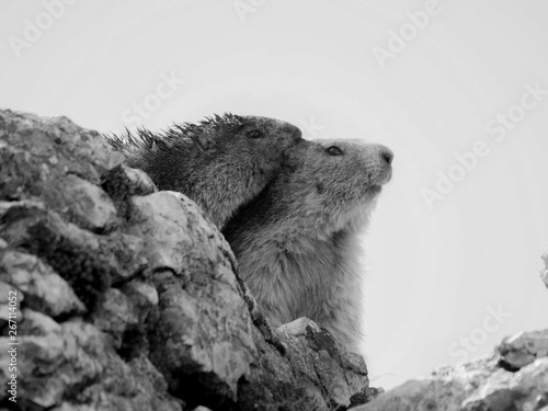 Marmottes & câlins photo